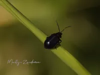 Elzenhaantje [Agelastica alni]